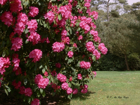 Bois des Moutiers (103) Mai 2012
